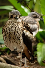 Bush stone-curlew in Queensland