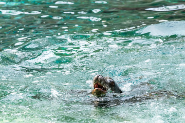 Fototapeta premium Otarie de Californie 