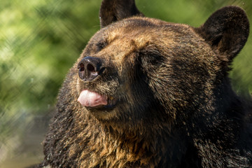 Black bear closeup sticks out tongue green background