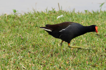 swamp bird 3