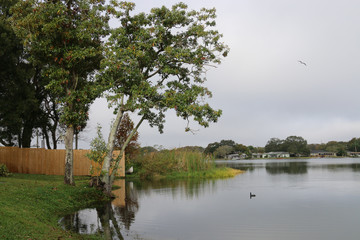 Fototapeta premium lake tree