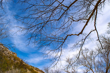 trees and blue sky