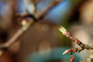 Closeup nature view first spring gentle leaf, bud and branch glow in sun on blurred background in garden or park with copy space. Natural green plants landscape ecology fresh wallpaper concept