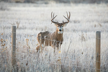 Whitetail Buck Portrait
