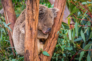 koala sleeping on eucalyptus tree.