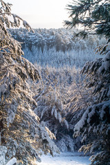 snow covered pine trees