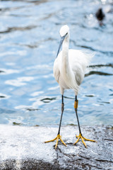 Oiseau Aigrette Garzette