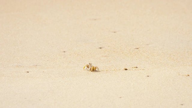 Crab on the sandy beach