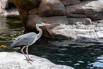 Oiseau héron cendré