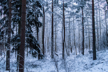 forest in winter