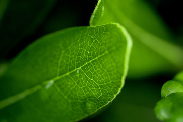 Drops of dew on the greenery.Macro photo