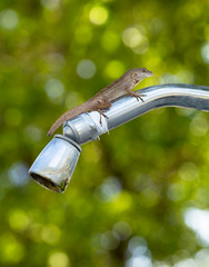 A lizard on shower head