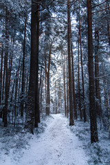 forest in winter