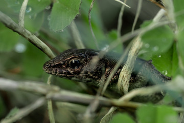 Lizard in grass.Macro photo