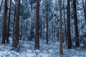 forest in winter