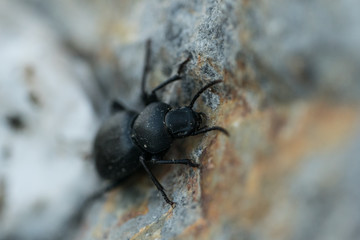 Black beetle on the stone.Macro photo