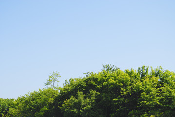 Obraz premium 木 空 素材