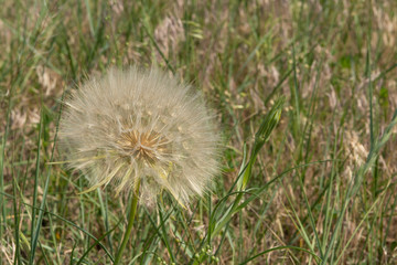 Large Dandelion in Grass Field
