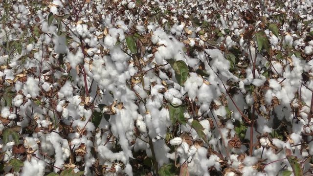 White cotton field moves in the wind waiting for harvest