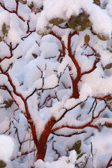 A manzanita bush is covered with snow which highlights the red branches.