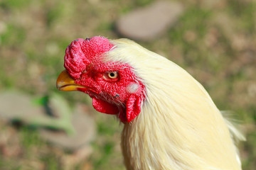 close view of gallinaceous bird