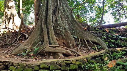 Close-up the old  tree with large roots in the forest.  
