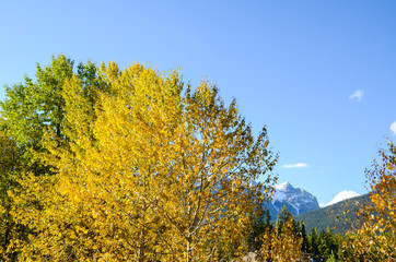 秋のカナディアンロッキー　朝のバンフ国立公園の黄葉（バンフ国立公園　カナダ・アルバータ州）