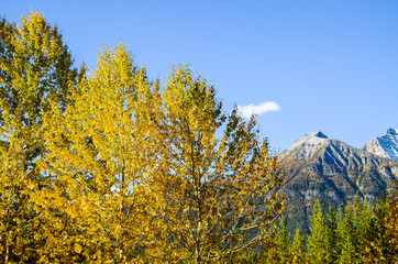 Fototapeta premium 秋のカナディアンロッキー 朝のバンフ国立公園の黄葉（バンフ国立公園 カナダ・アルバータ州）