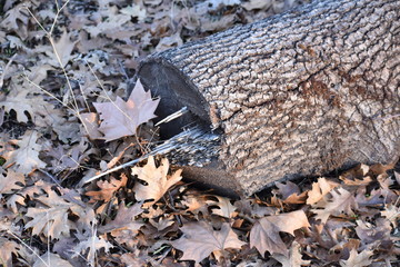 Log 1