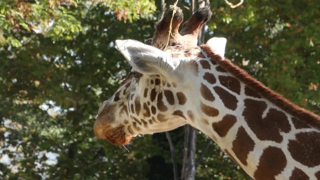 Close up of a giraffes head, side shot. Giraffe lifts its head up from a feeding trough, and chews a few times.