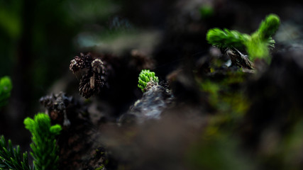 budding life