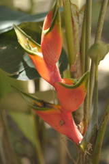 Obraz premium Plantas do Cerrado