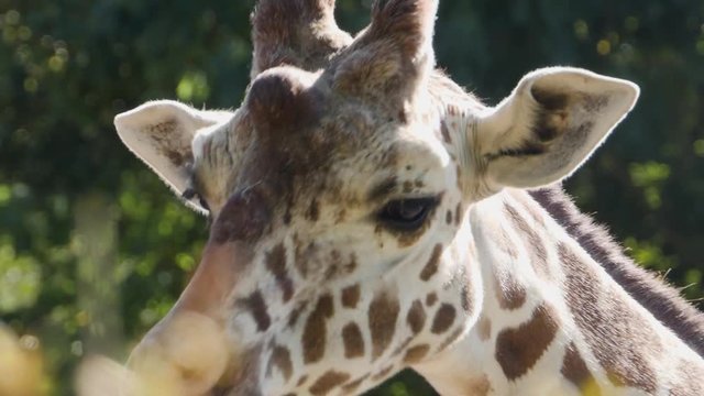 Very close up of giraffe's head, facing toward the camera. The giraffe opens and closes its mouth several times, black tongue clearly visible.