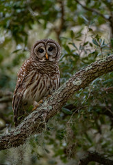 Fototapeta premium Barred Owl in Florida 