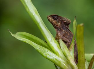 Basilisk in Costa Rica 