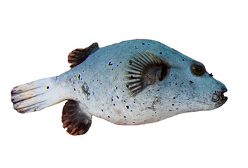 Blackspotted Puffer fish isolated on white background  