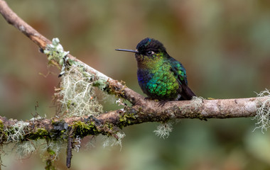 Naklejka premium Koliber ognisty gardło w Kostaryce