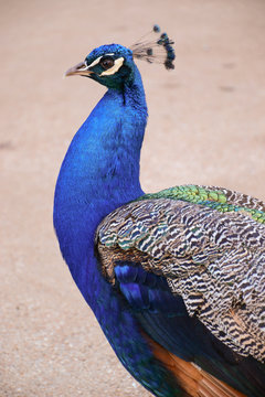 Retrato de pavo real de plumaje azul visto de perfil en fondo neutro