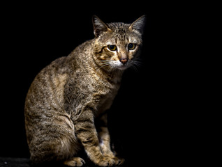 Naklejka premium Cat sitting at night