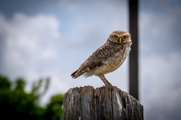 owl, a bird of prey
