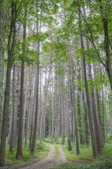 Dirt Road in the Forest