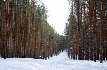 A wide clearing in the winter pine forest