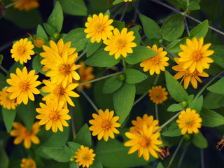 yellow daisy or singapore daisy booming in park 