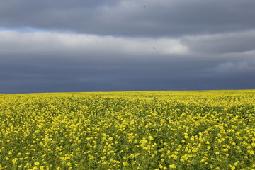 Obraz premium yellow flowers in field