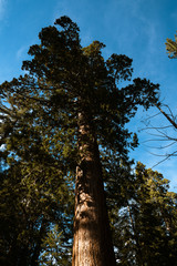 Fototapeta premium Sequoia Tree