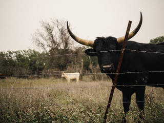 Iconic Texas Longhorn cattle