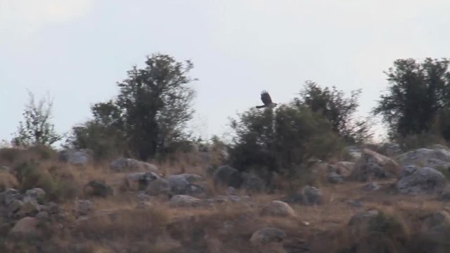 Bonelli's eagle flying close to the ground