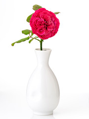 Beautiful red roses in white vase on white