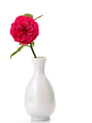 Beautiful red roses in white vase on white