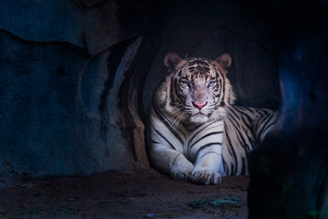 White tiger staring from the cave